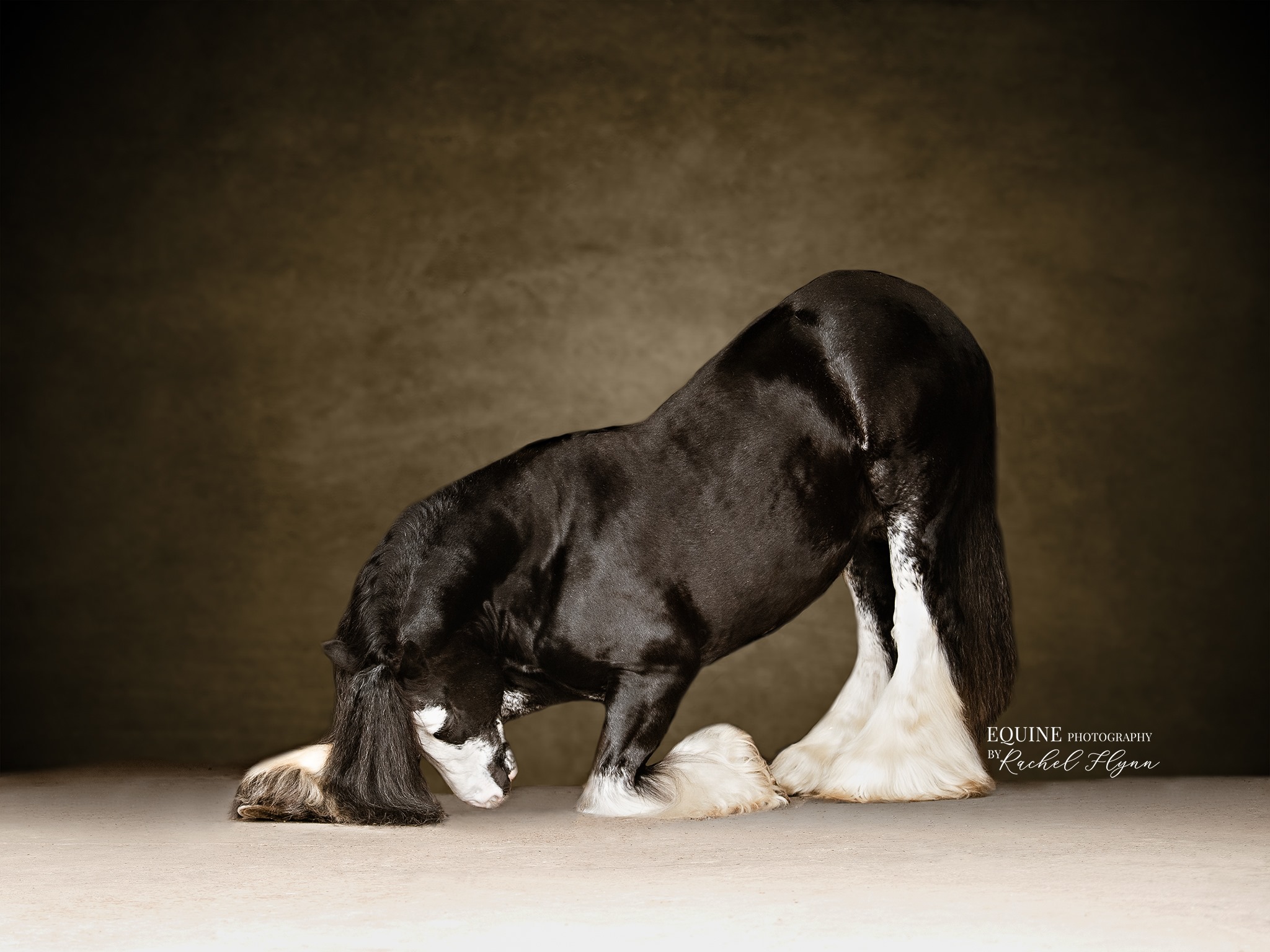 Highfield Grandslam, Gypsy Cob Stallion